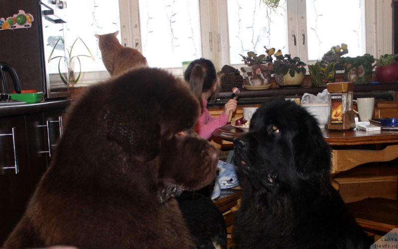 Фото: ньюфаундленд Charli The Best Helfi Pel (Чарли Де Бест Хелфи Пэл), ньюфаундленд Mercedes Vialiki Miadzvedz (Мерседес Вялiкi Мядзведзь)