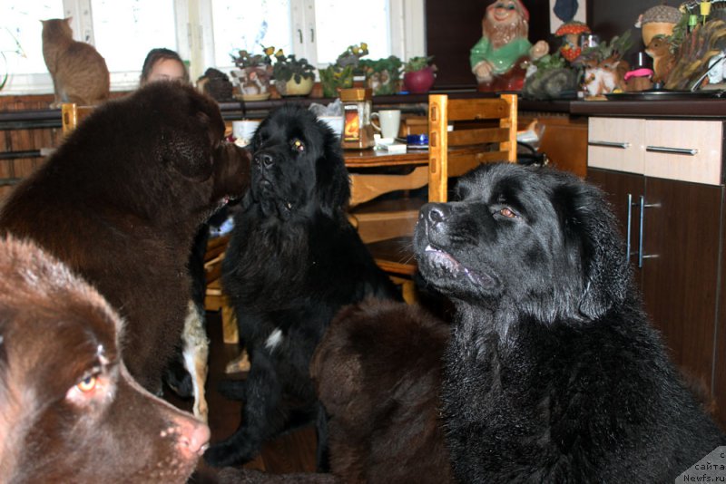 Фото: ньюфаундленд Brownblood MSK Hrica Hacket Ollen (Браунблад МСК Хриса Хаккет Оллен), ньюфаундленд Charli The Best Helfi Pel (Чарли Де Бест Хелфи Пэл), ньюфаундленд Mercedes Vialiki Miadzvedz (Мерседес Вялiкi Мядзведзь), ньюфаундленд Brownblood MSK Harricane Higgins (Браунблад МСК Харрикейн Хиггенс)