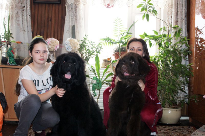 Фото: Mariya SHmeleva (Мария Шмелева), ньюфаундленд Brownblood MSK Harricane Higgins (Браунблад МСК Харрикейн Хиггенс), Elena Spiryukova (Елена Спирюкова), ньюфаундленд Brownblood MSK Hrica Hacket Ollen (Браунблад МСК Хриса Хаккет Оллен)