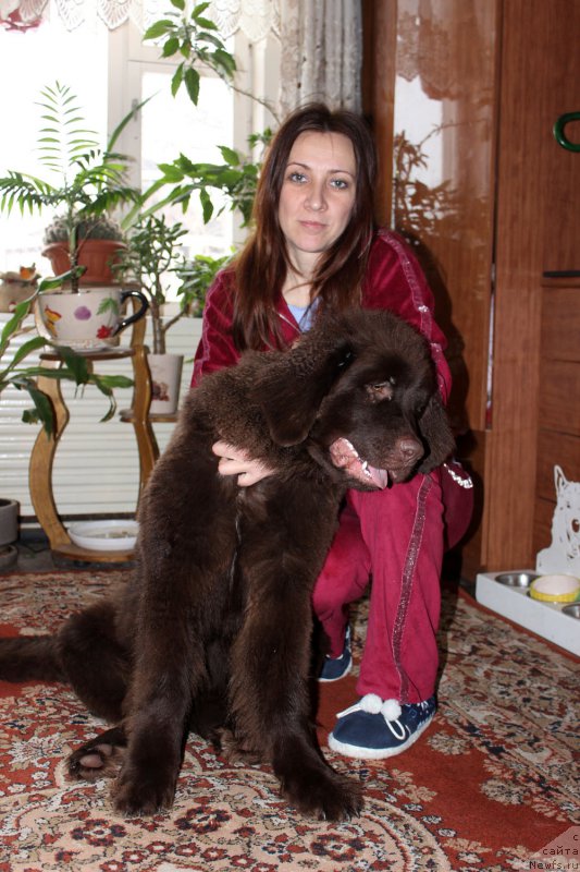 Фото: ньюфаундленд Brownblood MSK Hrica Hacket Ollen (Браунблад МСК Хриса Хаккет Оллен), Elena Spiryukova (Елена Спирюкова)