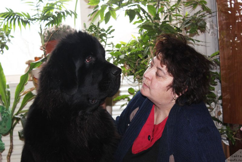 Фото: ньюфаундленд Mercedes Vialiki Miadzvedz (Мерседес Вялiкi Мядзведзь)