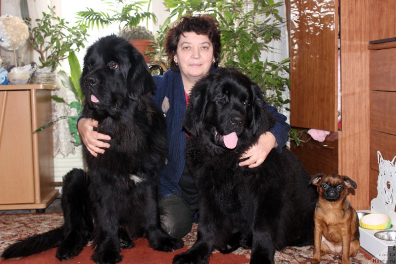 Фото: ньюфаундленд Mercedes Vialiki Miadzvedz (Мерседес Вялiкi Мядзведзь), Elena SHmeleva (Елена Шмелева), ньюфаундленд Brownblood MSK Harricane Higgins (Браунблад МСК Харрикейн Хиггенс)