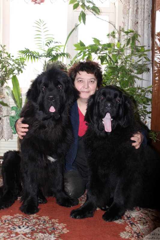 Фото: ньюфаундленд Mercedes Vialiki Miadzvedz (Мерседес Вялiкi Мядзведзь), Elena SHmeleva (Елена Шмелева), ньюфаундленд Brownblood MSK Harricane Higgins (Браунблад МСК Харрикейн Хиггенс)