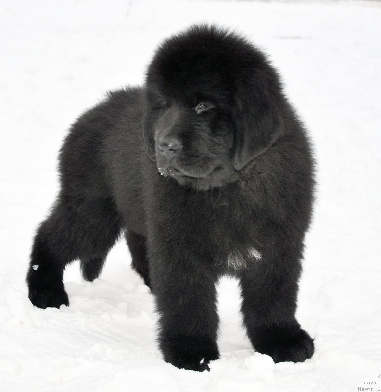 Фото: Бегущая по волнам Айри-Файри