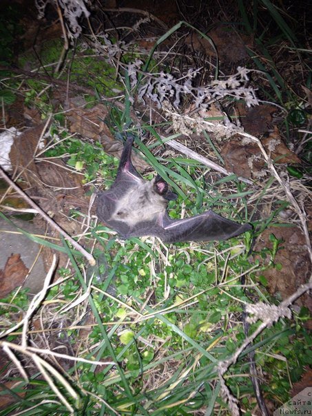 Фотография № 173942