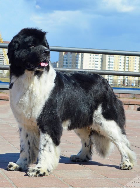 Фото: ньюфаундленд Piternyuf I Did It Again (Питерньюф И Дид Ит Агаин)