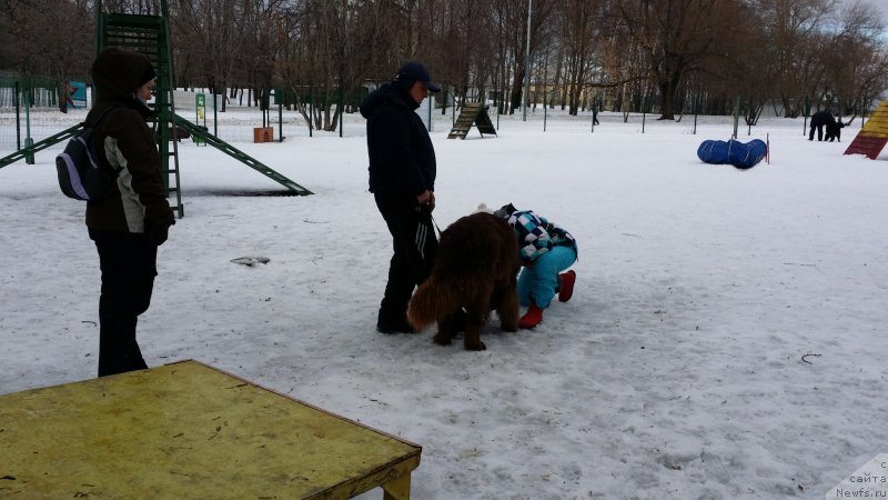 Фото: ньюфаундленд Belkonder-Club Ugli-Boogli (Белкондер-Клаб Угли-Бугли)