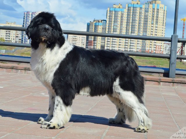 Фото: ньюфаундленд Piternyuf I Did It Again (Питерньюф И Дид Ит Агаин)