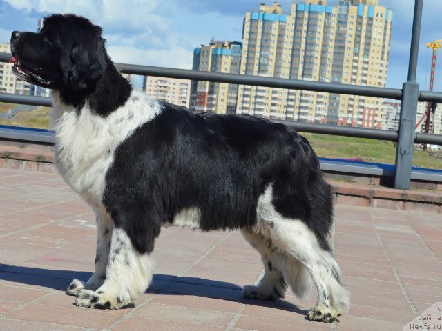 Фото: ньюфаундленд Piternyuf I Did It Again (Питерньюф И Дид Ит Агаин)