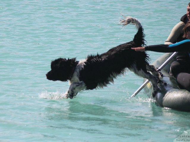 Фото: ньюфаундленд Piternyuf I Did It Again (Питерньюф И Дид Ит Агаин)