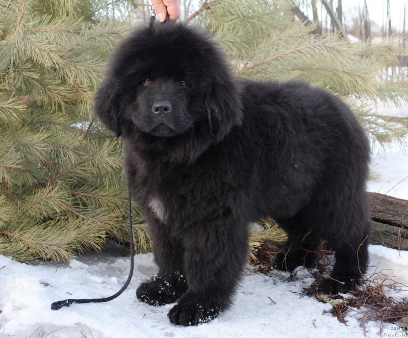 Фото: ньюфаундленд Moya Stikhiya Iksiya Elli Surprise (Моя Стихия Иксия Элли Сюрпрайз)