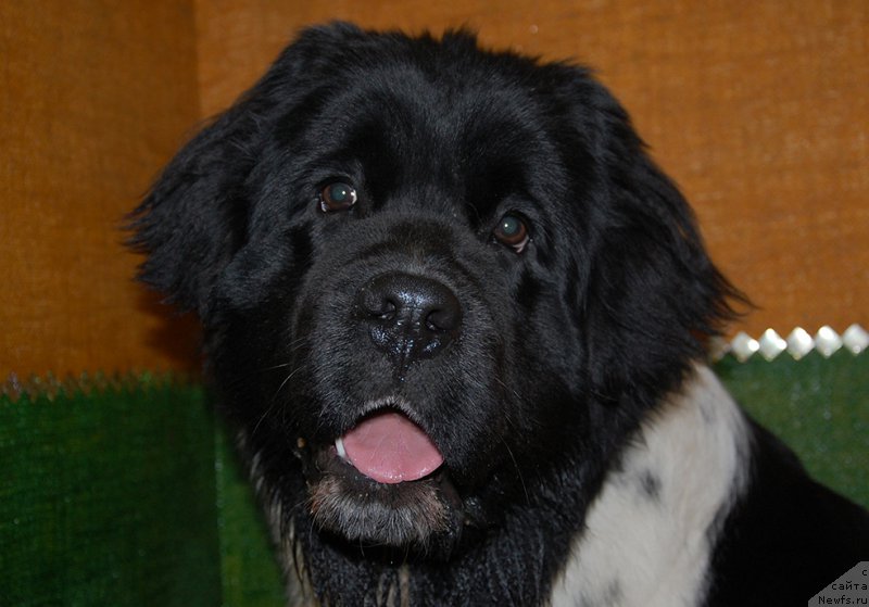 Фотография № 173971