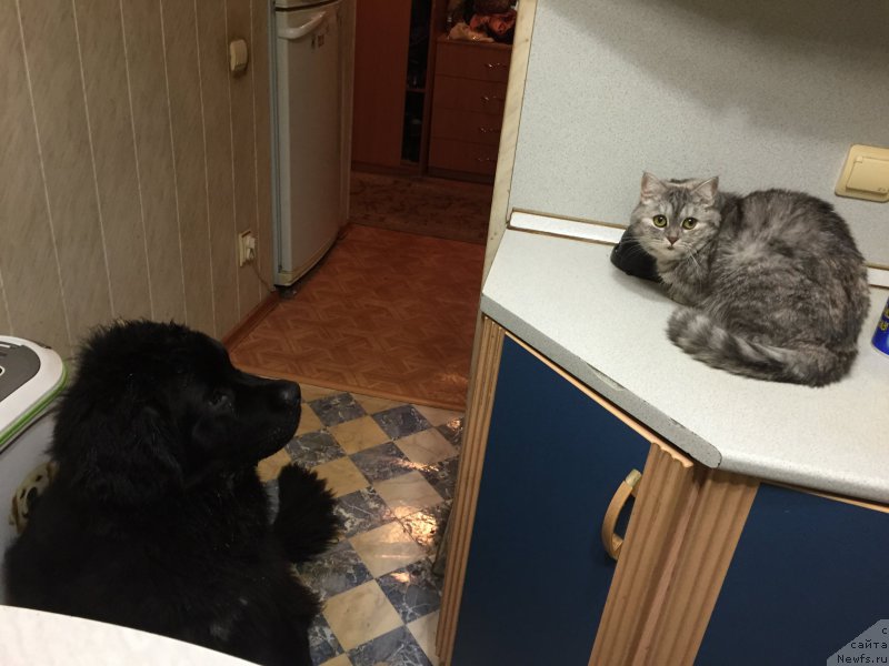 Фото: ньюфаундленд Brownblood MSK Helfi Best Armani (Браунблад МСК Хелфи Бэст Армани)