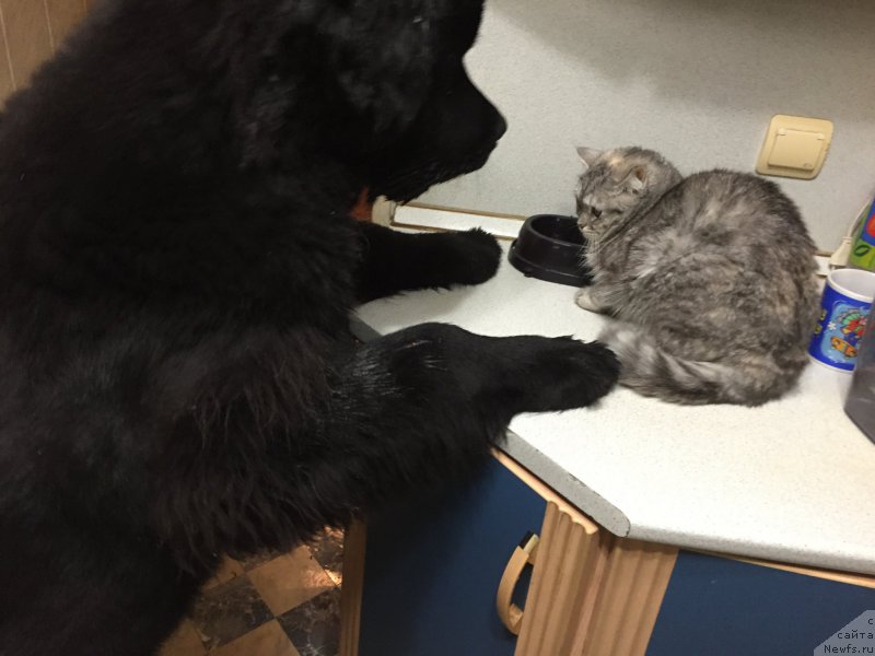 Фото: ньюфаундленд Brownblood MSK Helfi Best Armani (Браунблад МСК Хелфи Бэст Армани)