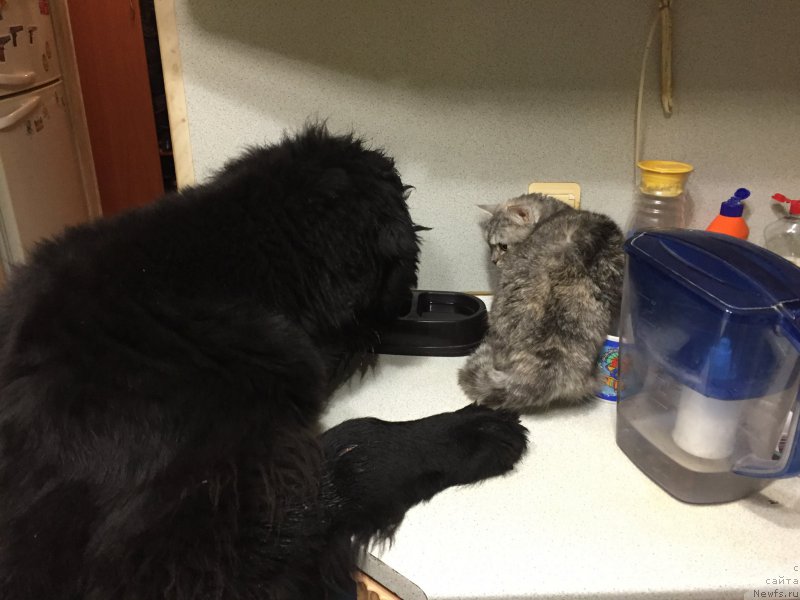 Фото: ньюфаундленд Brownblood MSK Helfi Best Armani (Браунблад МСК Хелфи Бэст Армани)