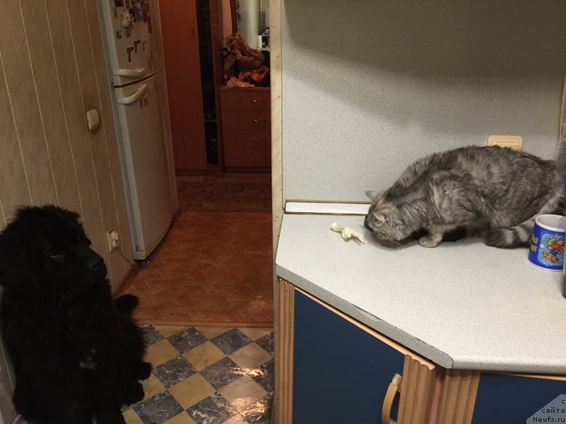 Фото: ньюфаундленд Brownblood MSK Helfi Best Armani (Браунблад МСК Хелфи Бэст Армани)