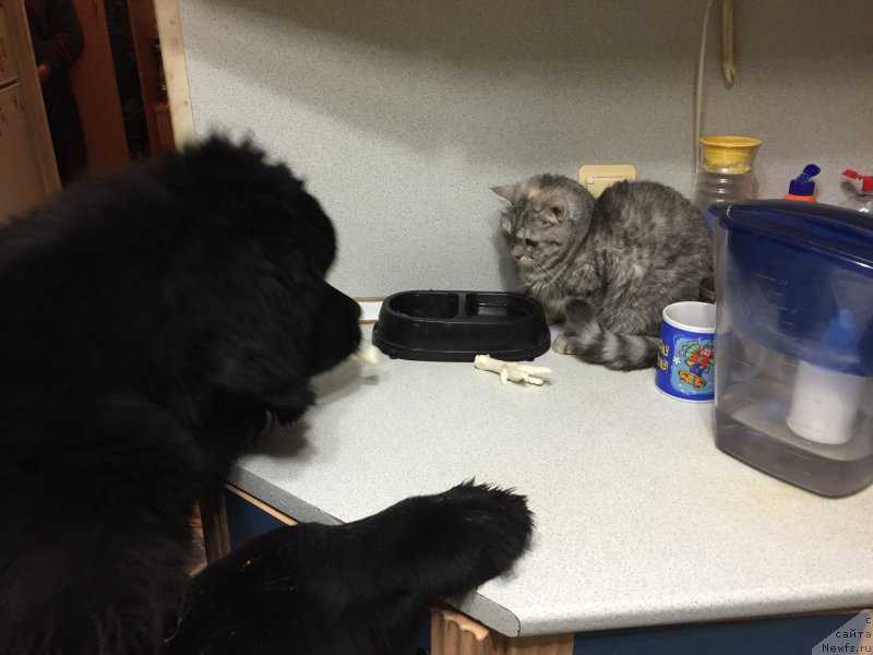 Фото: ньюфаундленд Brownblood MSK Helfi Best Armani (Браунблад МСК Хелфи Бэст Армани)