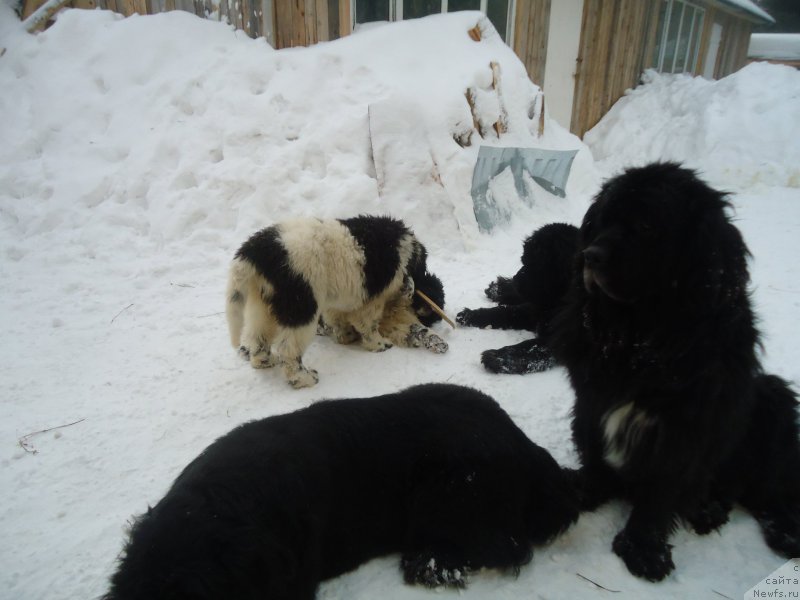 Фотография № 173982