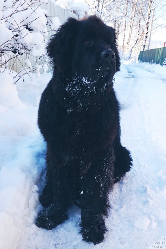 Фото: ньюфаундленд Chernaya Mafia Shrodinger Theory (Черная Мафия Шродингер Тхеору)