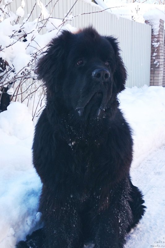 Фото: ньюфаундленд Chernaya Mafia Shrodinger Theory (Черная Мафия Шродингер Тхеору)