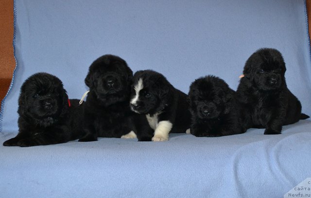 Фотография № 174026