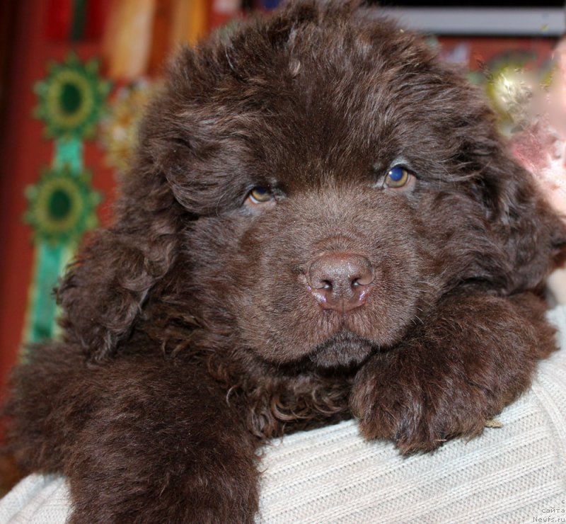 Фото: ньюфаундленд Paris Braun YEleron (Парис Браун Элерон)