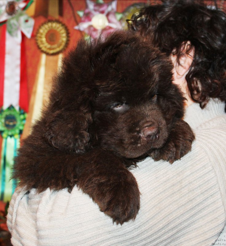 Фото: ньюфаундленд Paris Braun YEleron (Парис Браун Элерон)