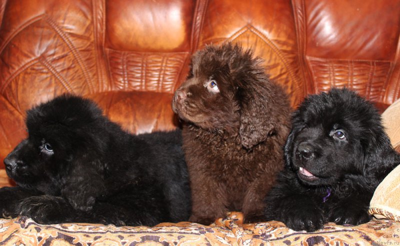 Фото: ньюфаундленд Persey Revayva Kid (Персей Ревайва Кид), ньюфаундленд Paris Braun YEleron (Парис Браун Элерон), ньюфаундленд Peley Kleve Lyed (Пелей Клеве Лэд)
