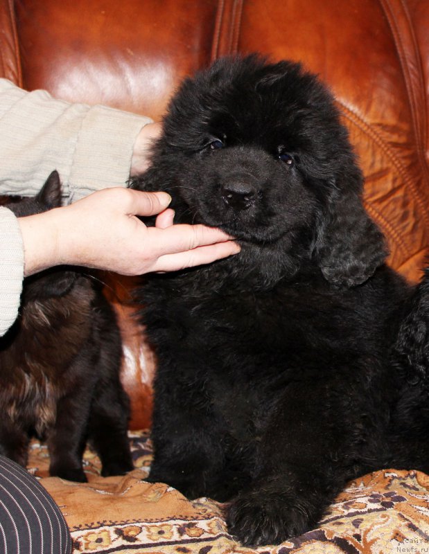 Фото: ньюфаундленд Persey Revayva Kid (Персей Ревайва Кид)