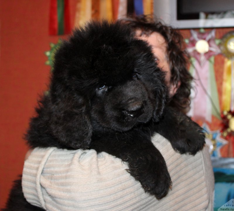 Фотография № 174039