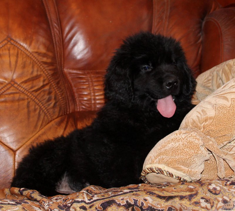 Фотография № 174040