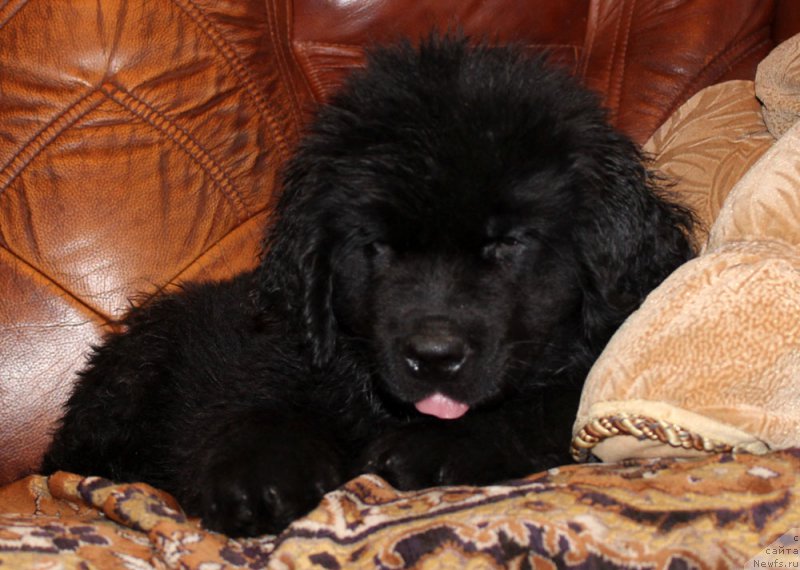 Фото: ньюфаундленд Peley Kleve Lyed (Пелей Клеве Лэд)