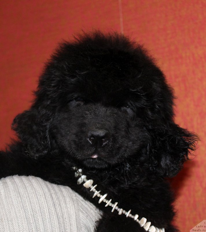 Фотография № 174043