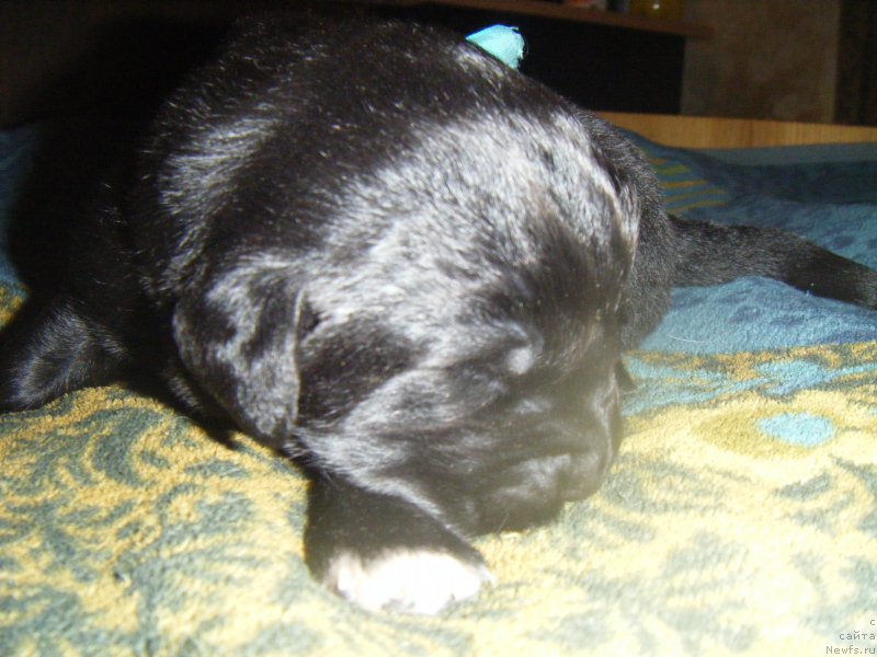 Фото: Дети, ньюфаундленд Bella Donna Barbaresco Super Mishka, ньюфаундленд On Aroll Midnight Bear