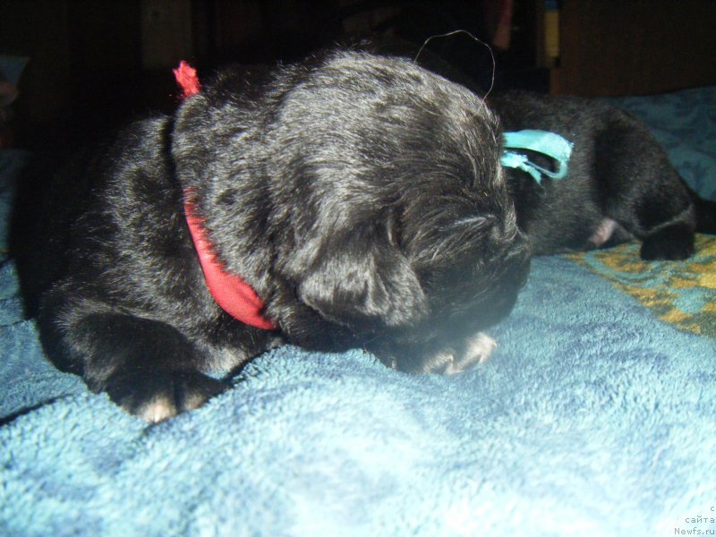 Фото: Дети, ньюфаундленд Bella Donna Barbaresco Super Mishka, ньюфаундленд On Aroll Midnight Bear