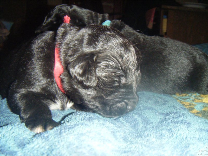 Фото: Дети, ньюфаундленд Bella Donna Barbaresco Super Mishka, ньюфаундленд On Aroll Midnight Bear