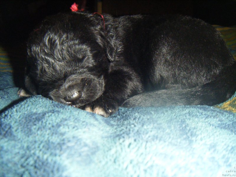 Фото: Дети, ньюфаундленд Bella Donna Barbaresco Super Mishka, ньюфаундленд On Aroll Midnight Bear