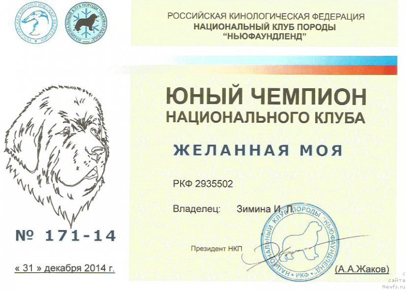 Фото: ньюфаундленд Jelannaya Moya (Желанная Моя), Inna Zimina (Инна Зимина)