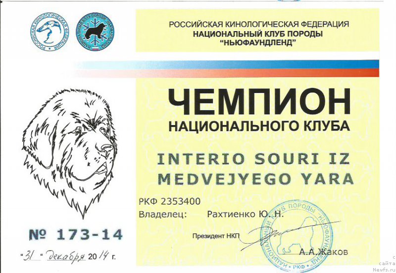 Фото: ньюфаундленд Interio Souri iz Medvejyego Yara (Интерио Соури из Медвежьего Яра), YUriy Rahtienko (Юрий Рахтиенко)