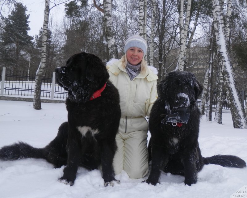 Фото: ньюфаундленд Arna (Арна), ньюфаундленд My Frend Newfy' Abigail Miss Churchill, Natal'ya Afanas'eva (Наталья Афанасьева)