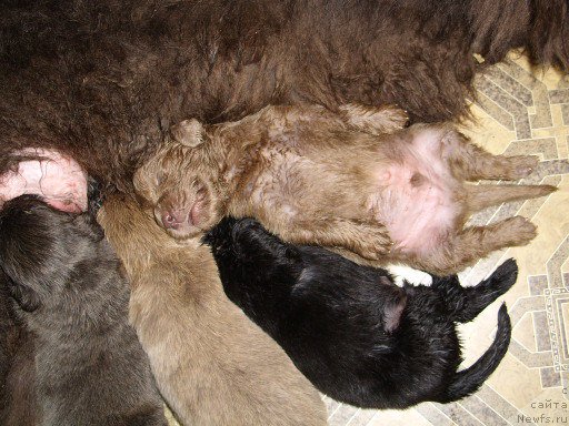 Фото: дети, ньюфаундленд CHernyiy SHarm Amber Best Dog FO Marleon (Черный Шарм Амбер Бест Дог ФО Марлеон), ньюфаундленд Akvamarinovaya Krasotka dlya Marleon (Аквамариновая Красотка для Марлеон)