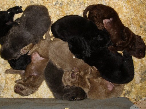 Фото: помёт, ньюфаундленд CHernyiy SHarm Amber Best Dog FO Marleon (Черный Шарм Амбер Бест Дог ФО Марлеон), ньюфаундленд Akvamarinovaya Krasotka dlya Marleon (Аквамариновая Красотка для Марлеон)