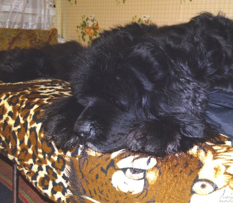 Фото: ньюфаундленд Akin Soul Sofiya (Акин Соул София)