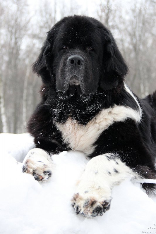 Фото: ньюфаундленд Starbimovlav Gardemarin (Старбимовлав Гардемарин)