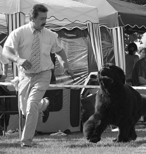 Фото: Ustinov Sir Peter Bär vom Gelderland