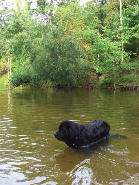 Фото: ньюфаундленд Lesnaya Skazka Lunnaya Sonata (Лесная Сказка Лунная Соната)