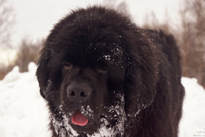 Фото: ньюфаундленд Pitern'yuf CHabot Armagnak (Питерньюф Чабот Армагнак)