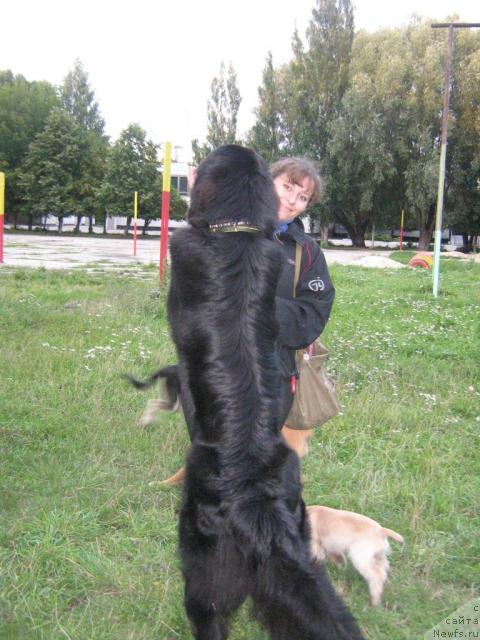 Фото: ньюфаундленд Arman'yak Dushi Moey (Арманьяк Души Моей), Dar'ya Gusyinina (Дарья Гусынина)