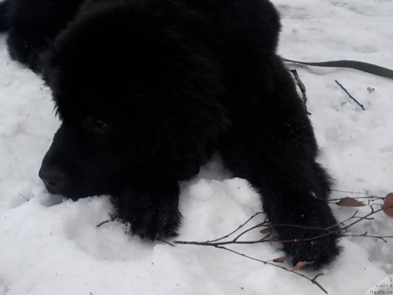 Фото: ньюфаундленд Piternyuf Azart (Питерньюф Азарт)