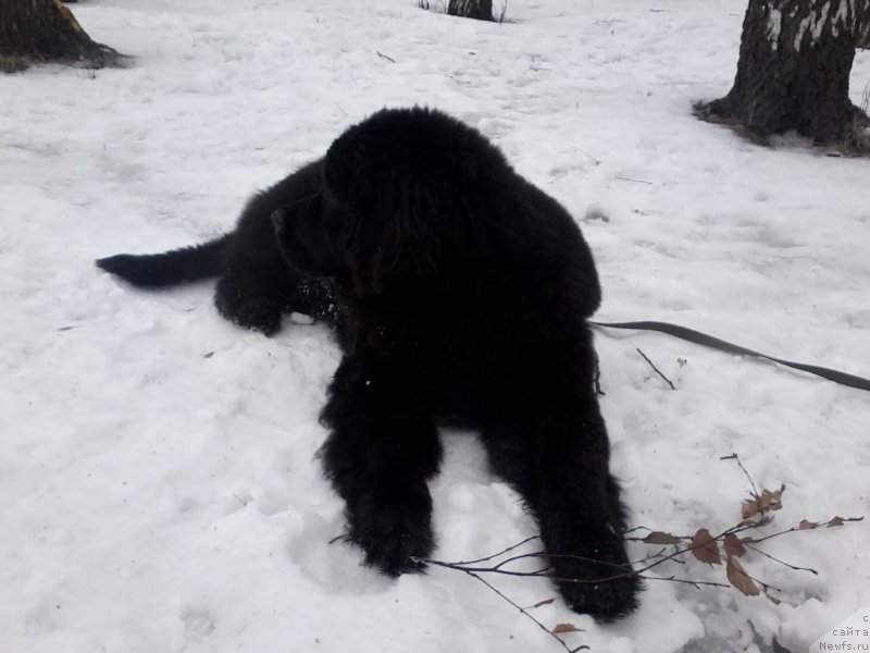 Фото: ньюфаундленд Piternyuf Azart (Питерньюф Азарт)